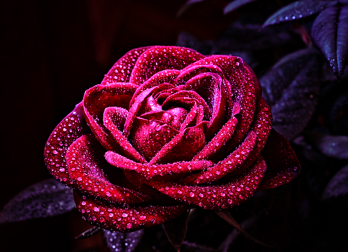 Фото Темно - розовая роза с листьями в каплях росы, автор jagerion