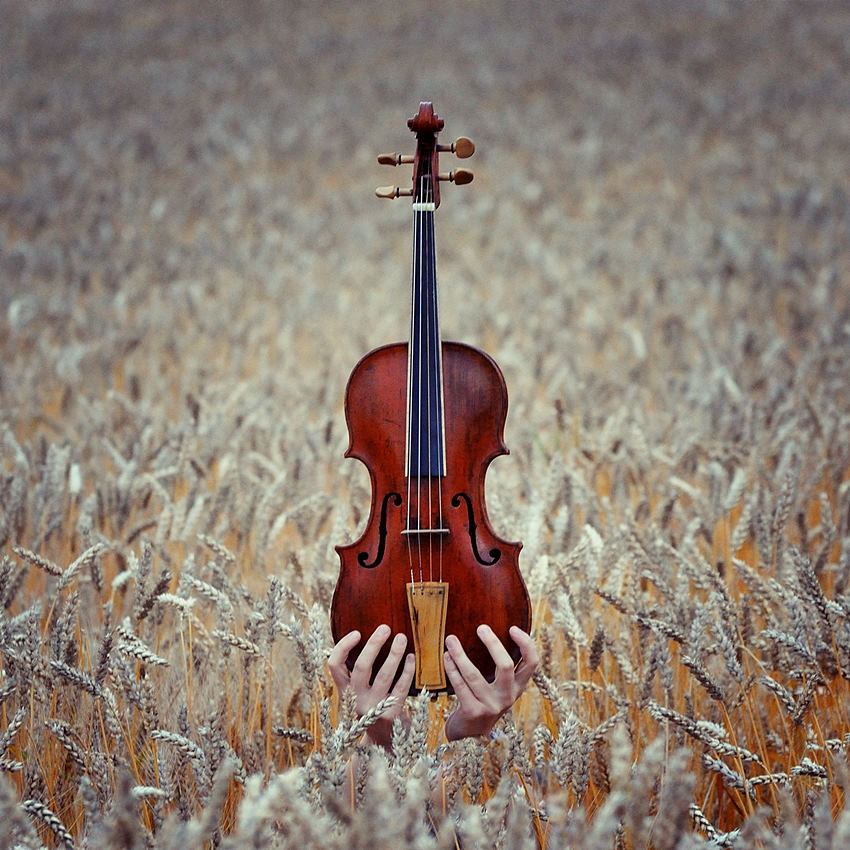 Фото Скрипка в руках девушки, виднеющихся из колосистого поля, фотограф Sebastian Luczywo