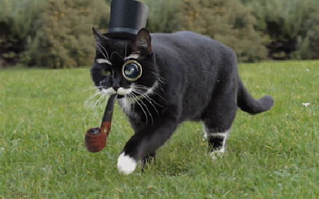 Фото кота в шляпе с сигаретой