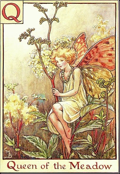 Фото Маленькая фея сидит на ветке таволги, Queen of the Meadow / Королева Луга, художник Cicely Mary Barker / Сесиль Мэри Баркер