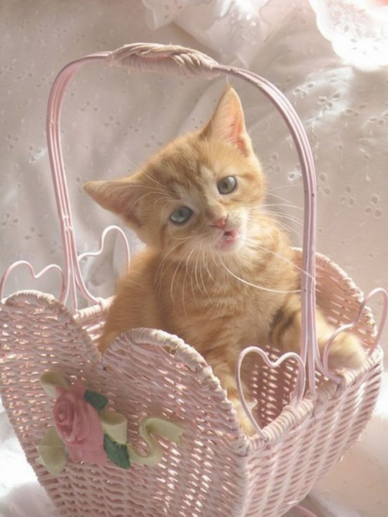 Фото Рыжий котик, сидящий в плетеной карзинке