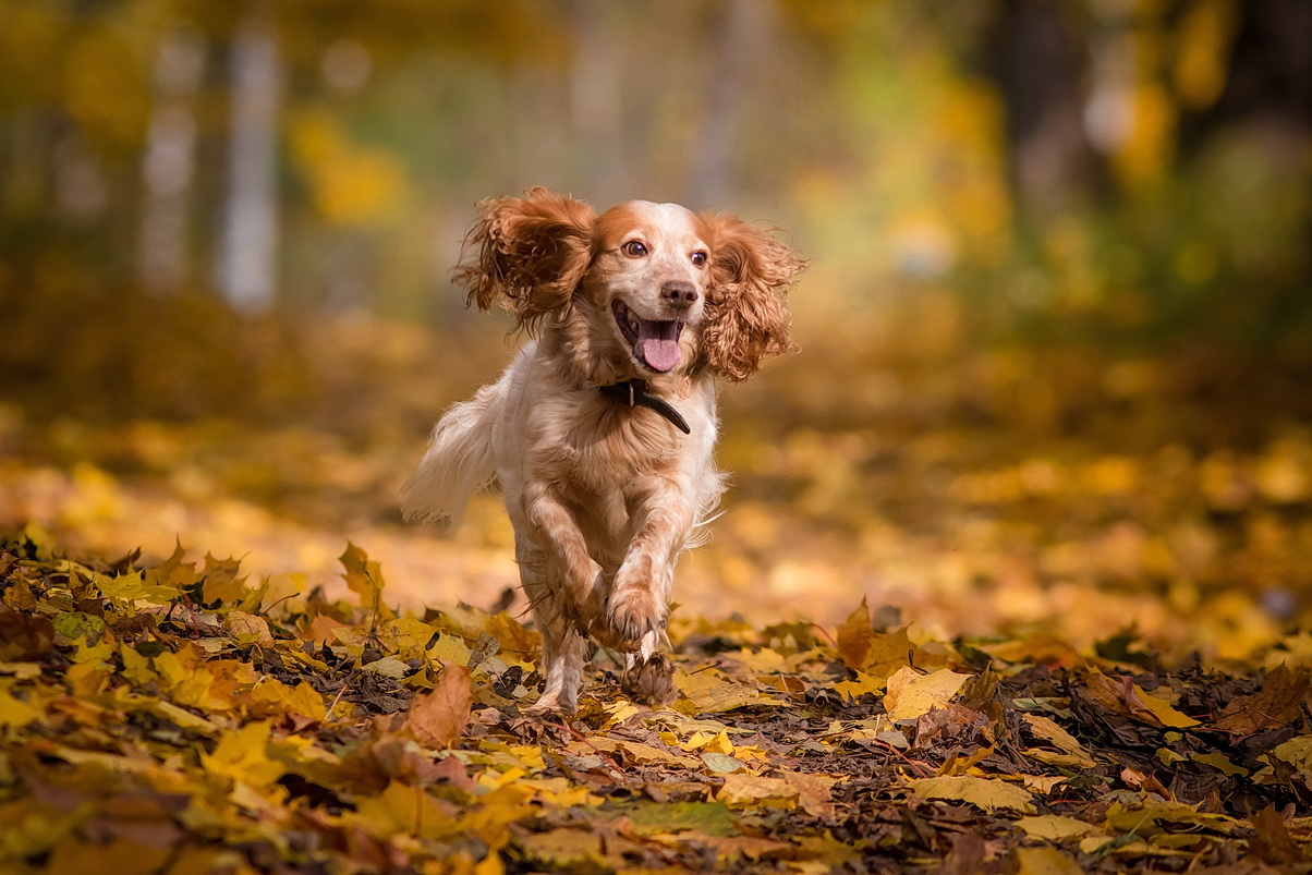 Фото Длинноухая собака охотничьей породы бежит по осенней листве на фоне дерефьев