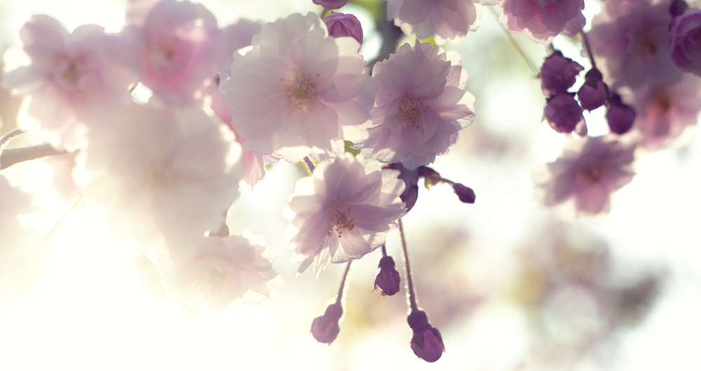 Фото Веточки цветущей сакуры