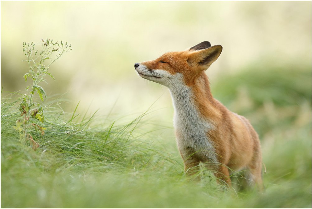 Фото Лиса в зеленой траве, фотограф Roeselien Raimond