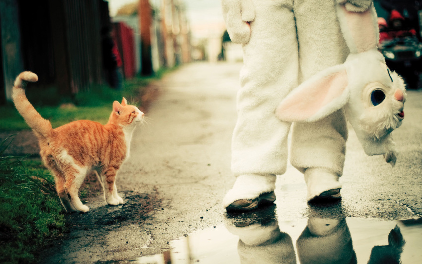 Фото Рыжий кот встретил на дороге человека переодетого в костюм кролика