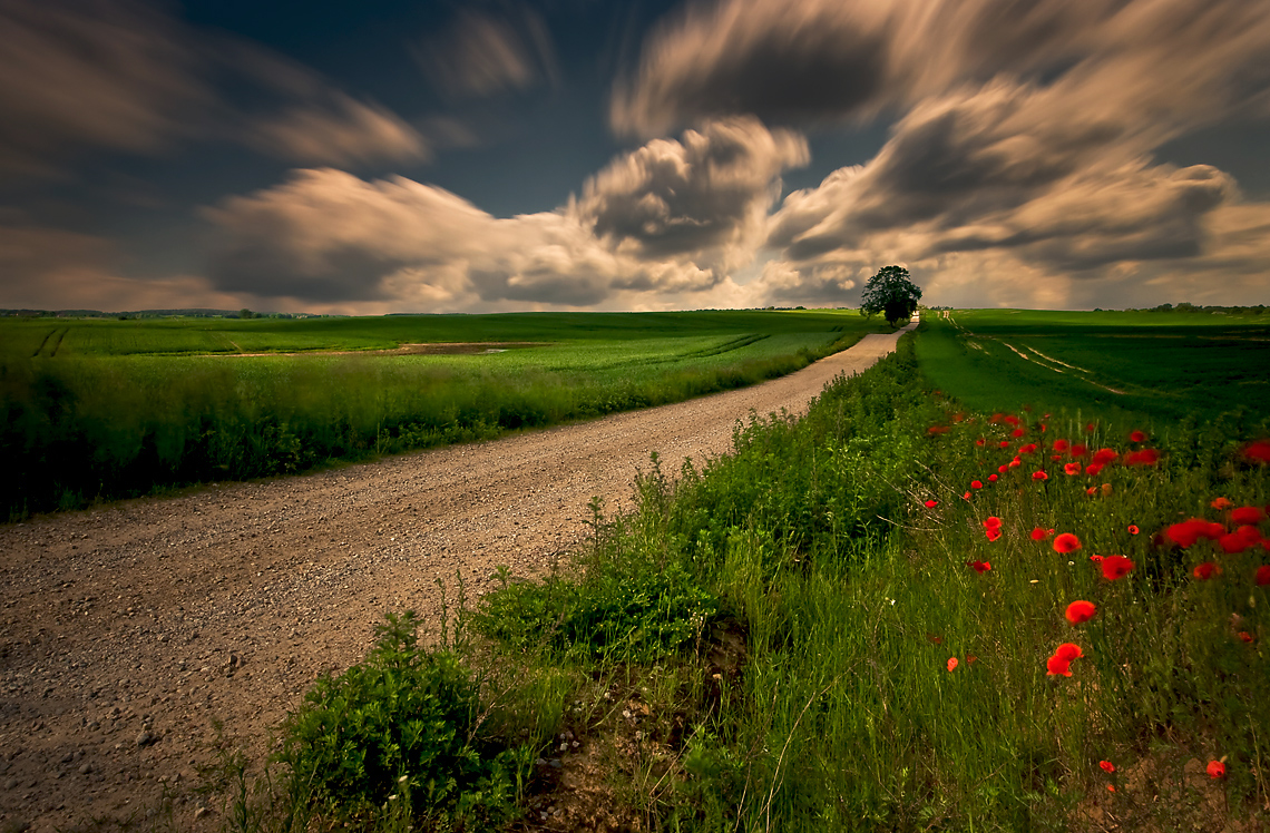 Фото Грунтовая дорога, идущая по зеленому полю с цветущими по ее обочине алыми маками на фоне пасмурного неба, автор Mirek Grobelski