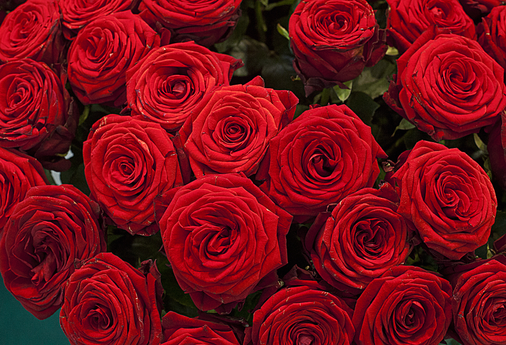 Фото Красные розы, автор EphemeralMind