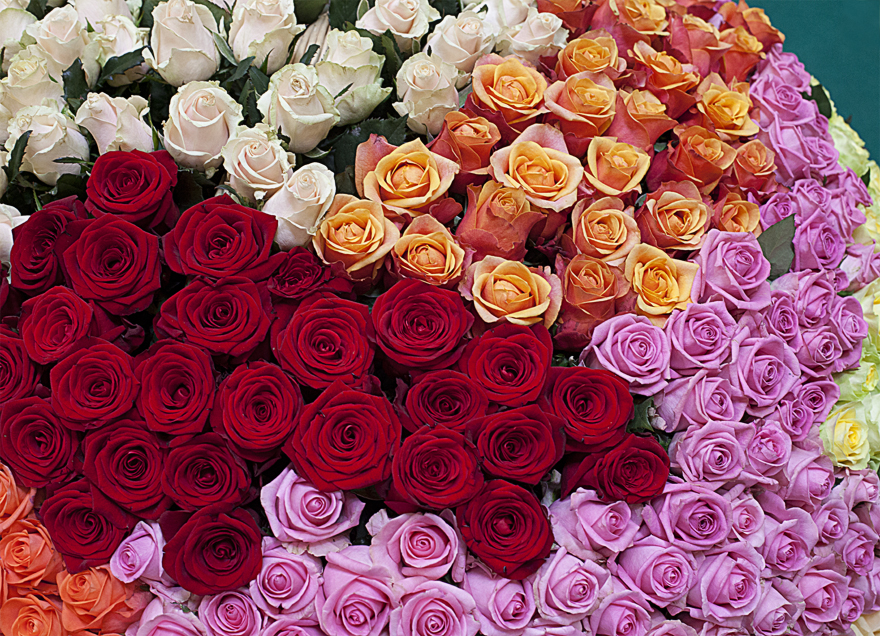 Фото Разного цвета розы: красные, розовые, оранжевые, желтые, белые, автор EphemeralMind