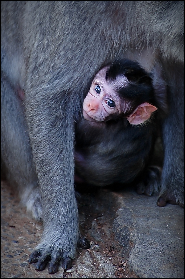 Фото Детеныш шимпанзе, спрятавшийся под телом матери, автор Сергей Гаспарян