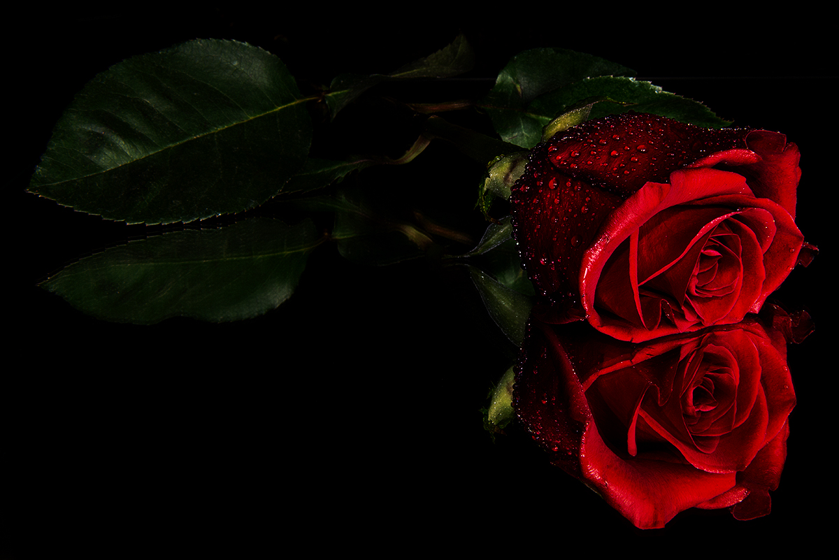 Открытки розы на черном фоне