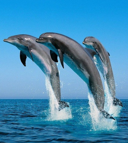 Лика гулливер жена дельфина фото