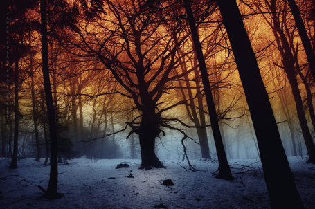 Фото Заснеженный зимний лес на фоне закатного неба, фотограф Janek Sedlar / Янек Седлар