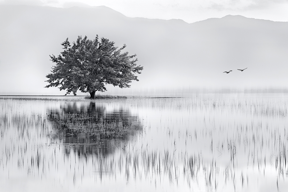 Фото Одинокое дерево растущее на небольшом островке на озере на фоне гор и пасмурного неба и летящих птиц