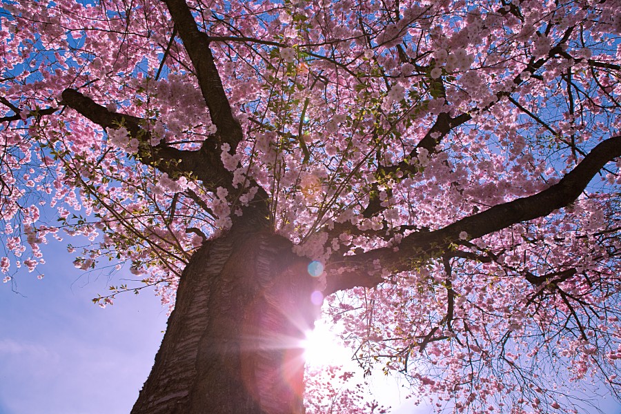 Фото Весеннее цветущее дерево в солнечных лучах, автор MarvinDiehl