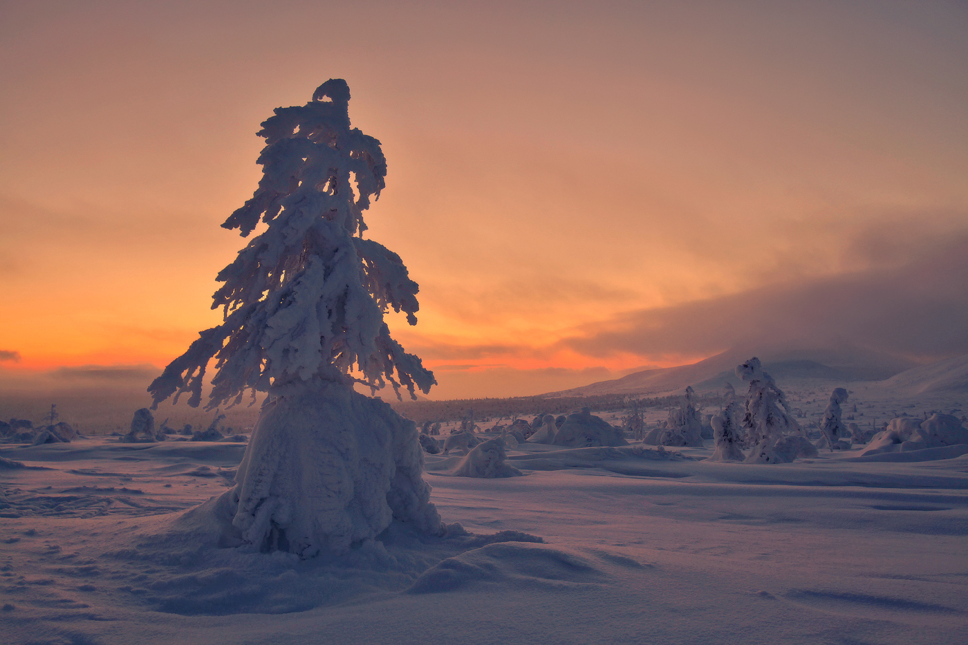 Одиночное дерево, стоящее на заснеженной поляне, покрытое густым слоем снега на фоне заката на вечернем небосклоне, автор Бродяга с севера
