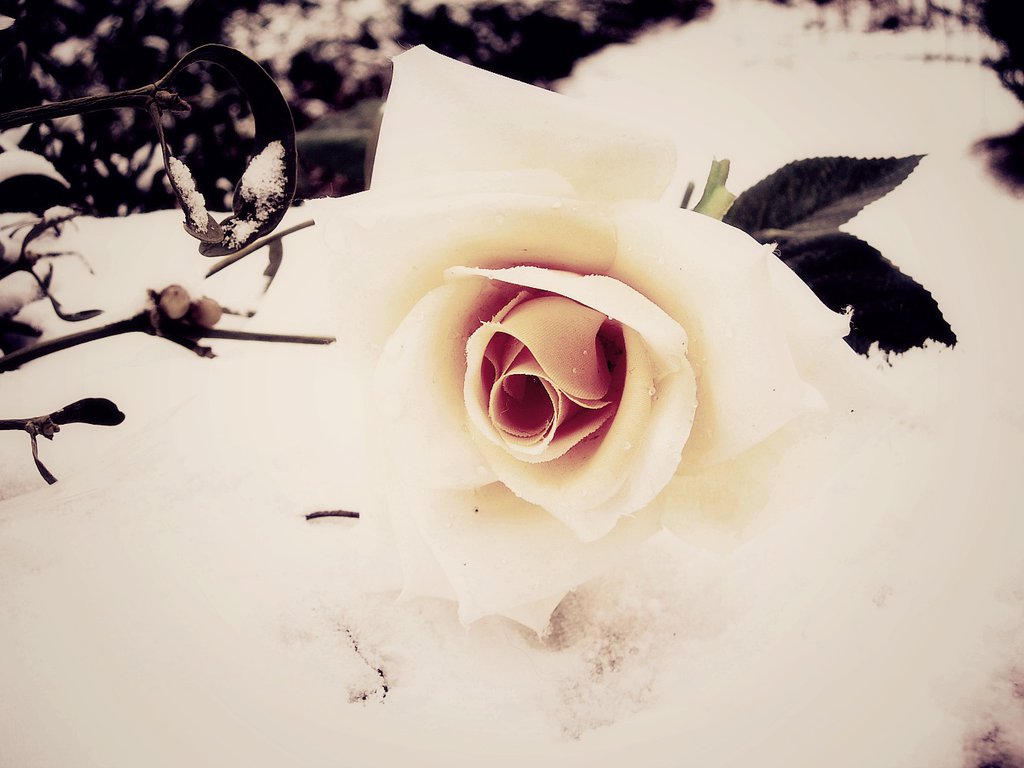 Я хочу туда где правят белые розы. Розы на снегу. Белые розы на снегу.