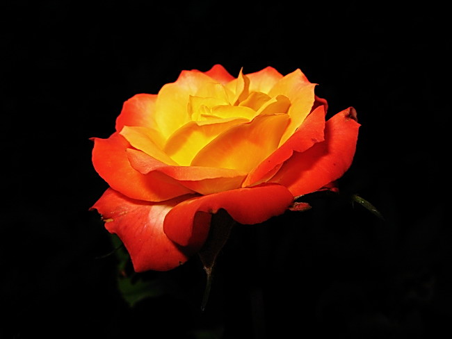 Фото Оранжевая роза на черном фоне
