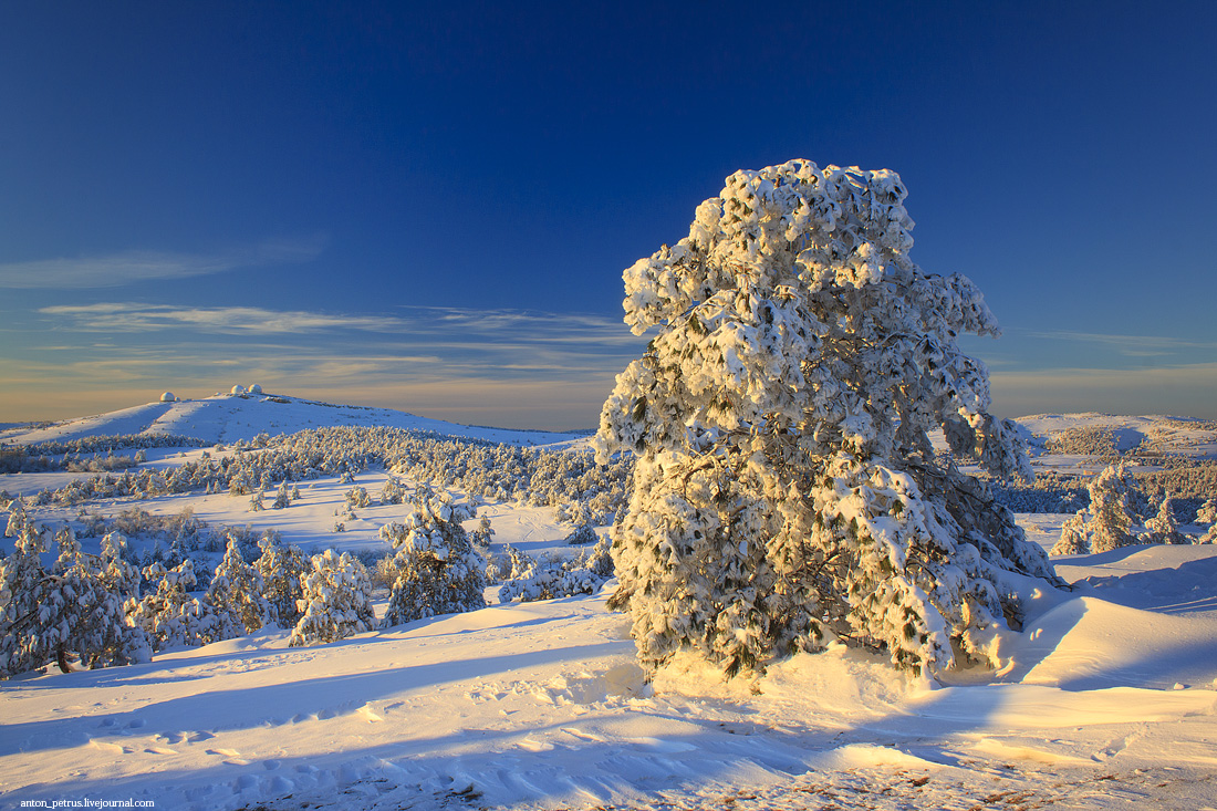 Солнечные лучи утреннего восходящего солнца осветили дерево, покрытое толстым слоем инея и снега, автор Антон Петрусь