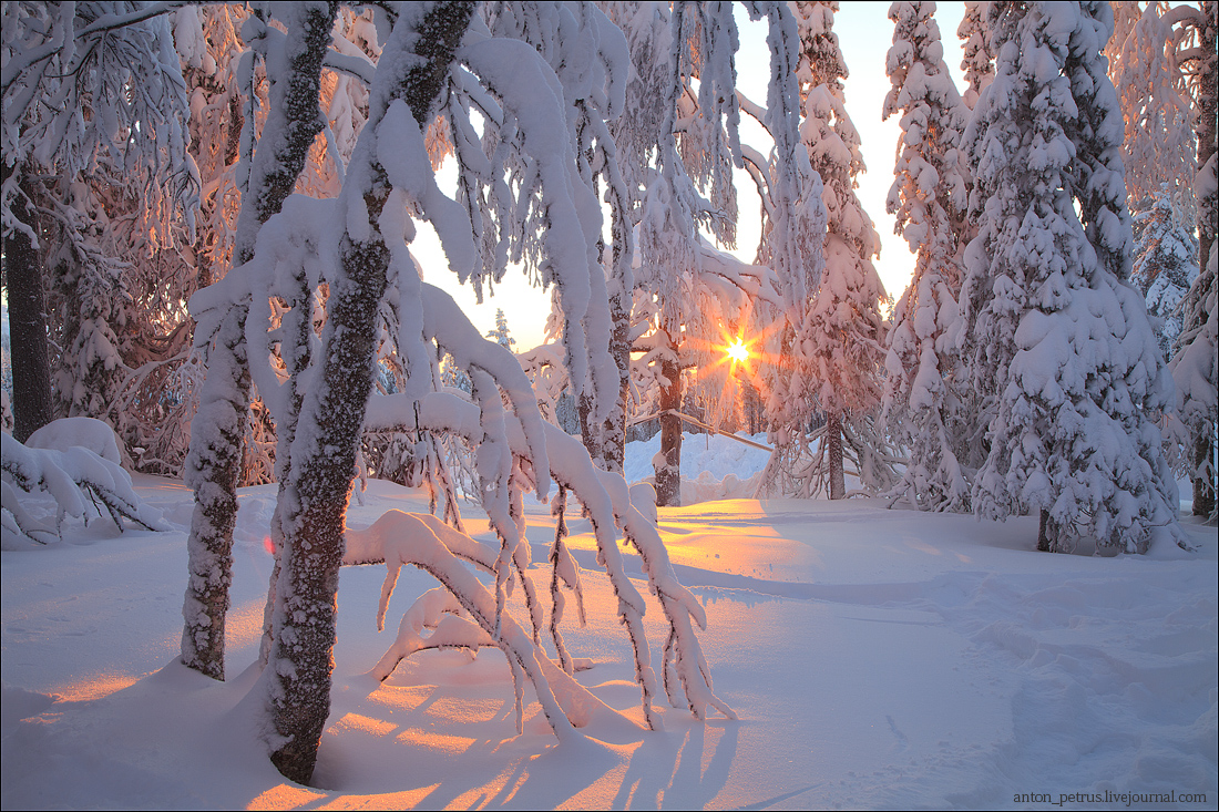 Золотистые лучи утреннего восходящего солнца осветили заснеженную опушку леса с деревьями, покрытыми густым слоем снега, автор Антон Петрусь