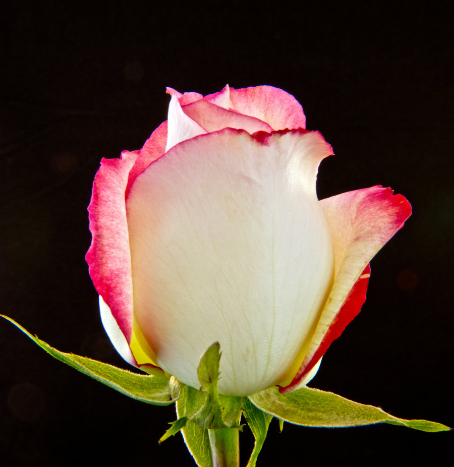 Фото Красивая белая роза с красной окантовкой на лепестках, автор melmaya