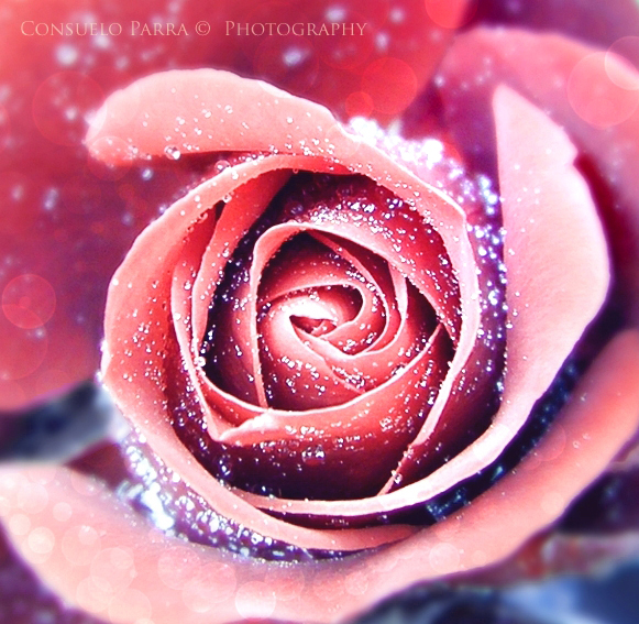 Фото Красная роза в каплях росы, фотограф Consuelo Parra