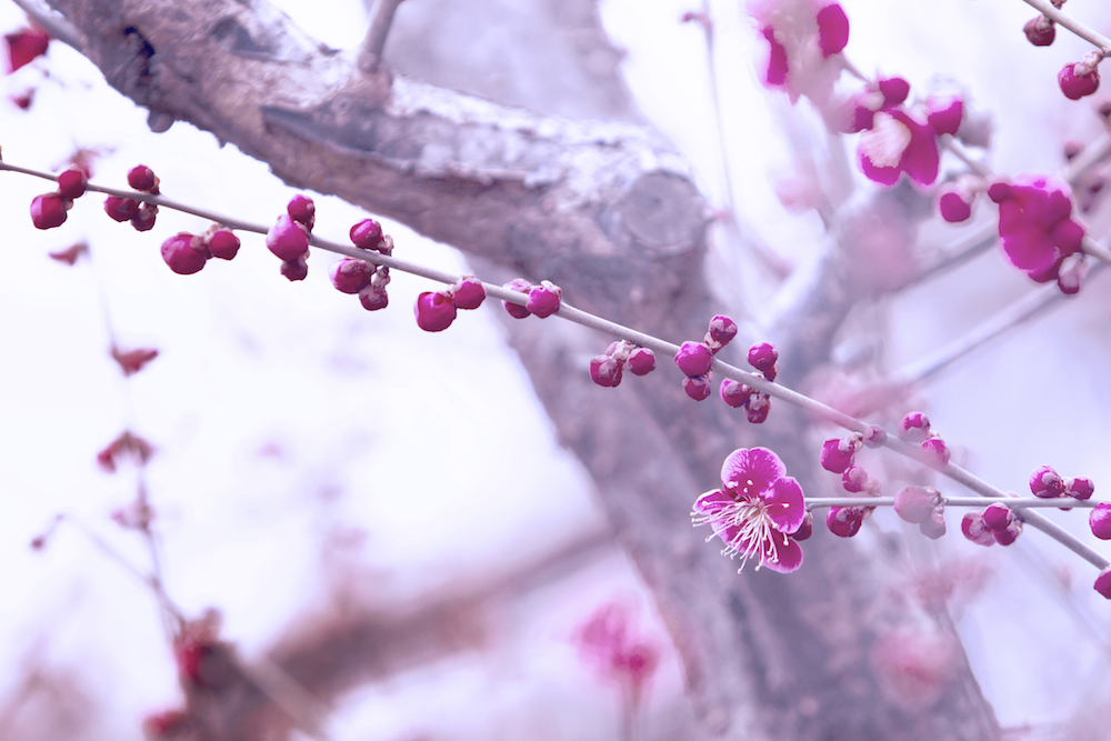 Фото Весенние цветы и набухшие почки на ветках, автор jyoujo