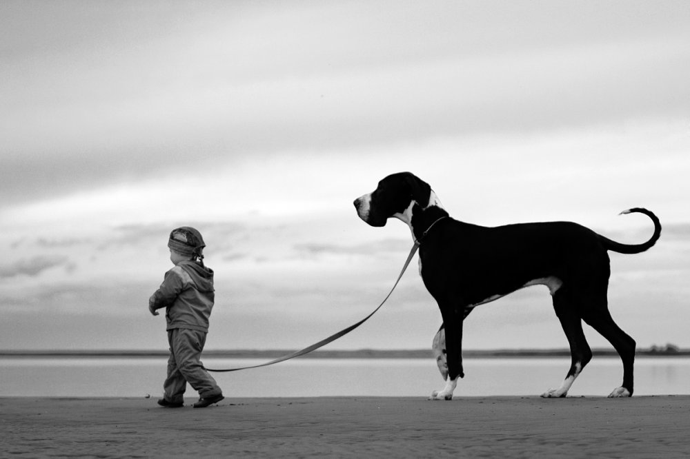 Фото Маленький мальчик ведет большую собаку