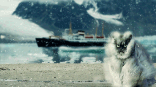 Фото Забавный пушистый кот под снежной пургой