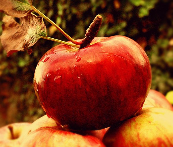 Фото Красное яблоко с каплями росы лежит на яблоках, автор Sisterslaughter