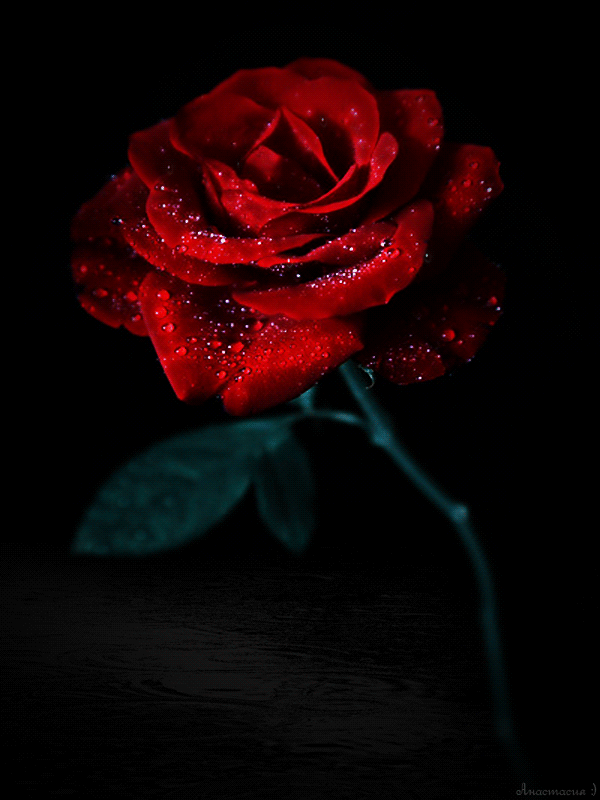 Фото Алая роза в каплях воды (С любовью для тебя)