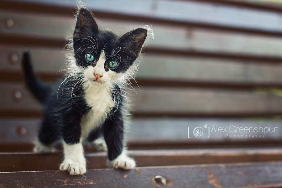 Фото Маленький черно - белый котенок с голубыми глазами, by alexgphoto