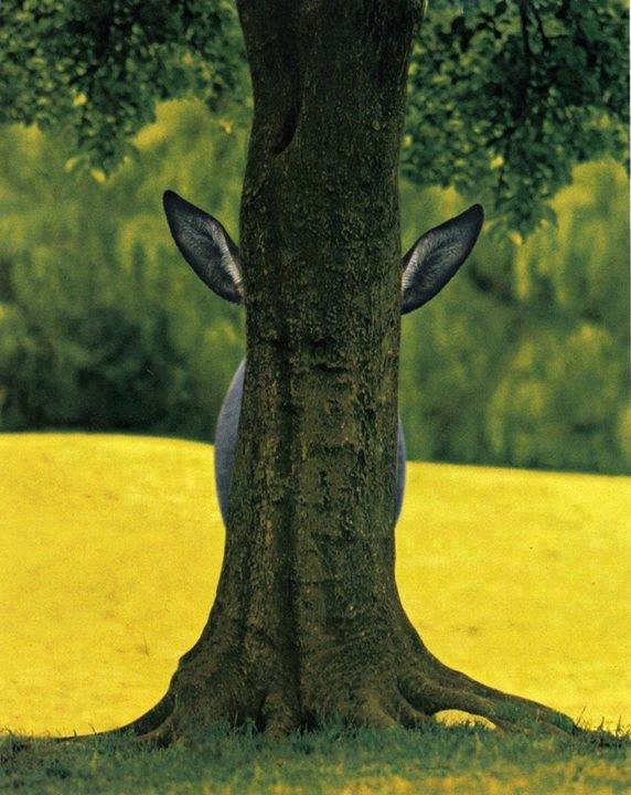 Фото Из-за ствола дерева видны уши осла