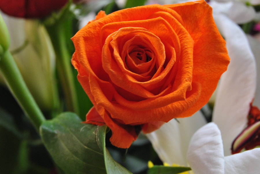 Фото Оранжевая роза, by Sinlae
