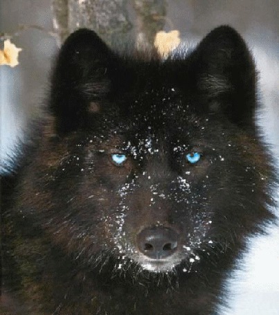 Фото волк с голубыми глазами фото