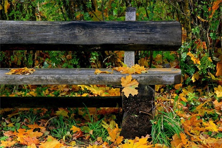 Фото Старая деревянная скамейка в осенних листьях на фоне деревьев
