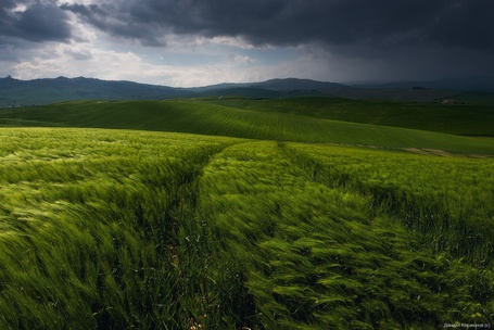 Фото Дорога в зеленом поле, фотограф Даниил Коржонов