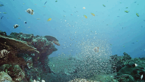 Фото Собаки плавают среди рифов и экзотических рыб
