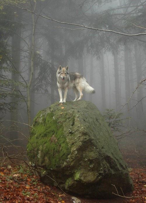 Фото Волк стоит на большом камне в лесу