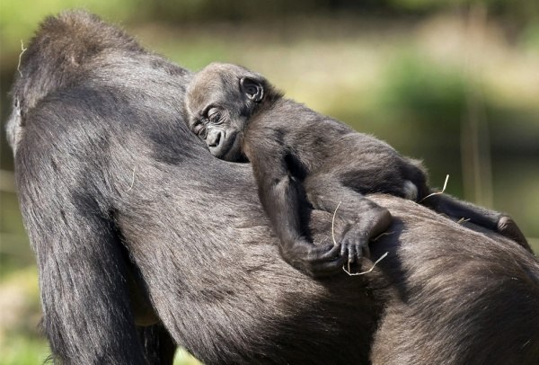 Фото Малыш гориллы катается на маме