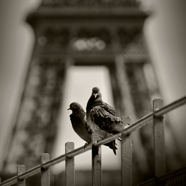 Фото Голуби сидят на заборе на фоне Эйфелевой башни, Париж, Франция / Paris, France