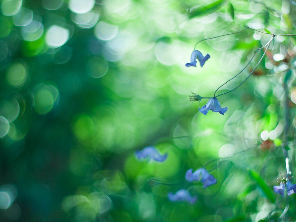 Фото Синие цветы на зеленом фоне