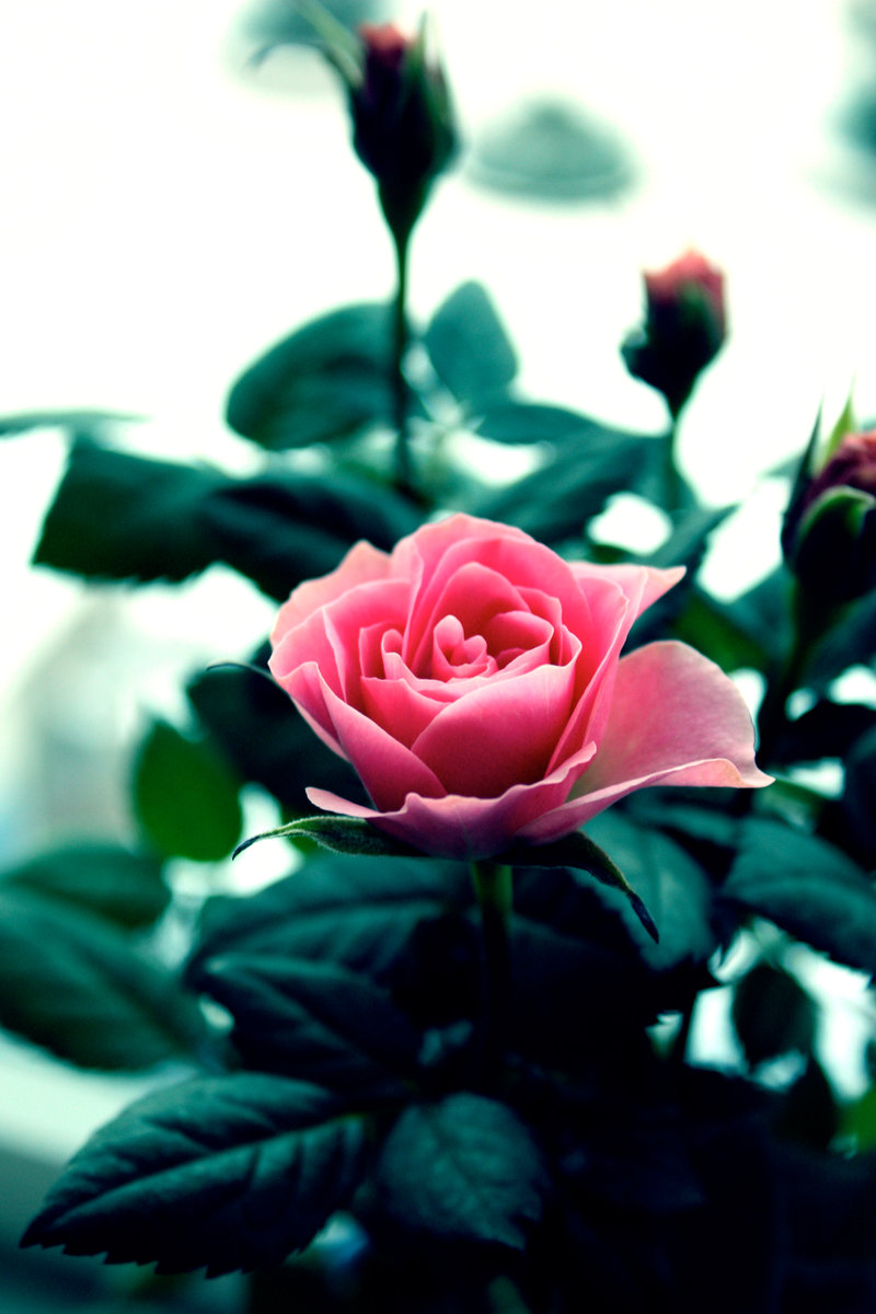 Фото Розовая роза и бутоны, by ZoeWieZo