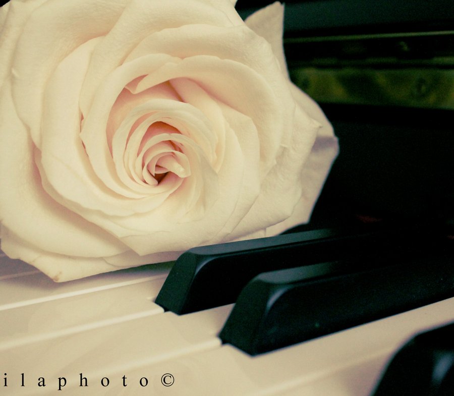 Фото Белая роза на клавишах пианино, by Lilith