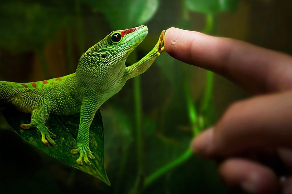 Фото Рука девушки соприкасается с лапкой зеленой ящерицы