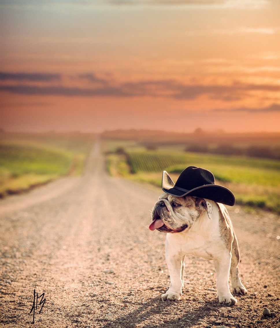 Фото Пес в шляпе стоит на дороге, ву Jake Olson Studios