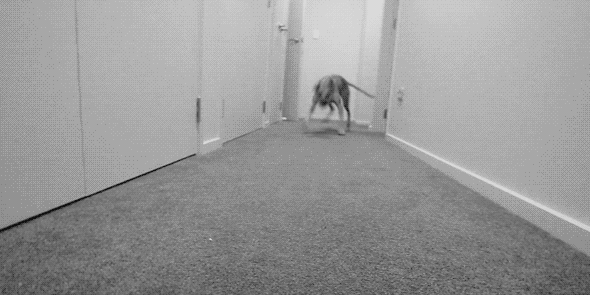 Фото Собака бежит по коридору и тормозит у камеры