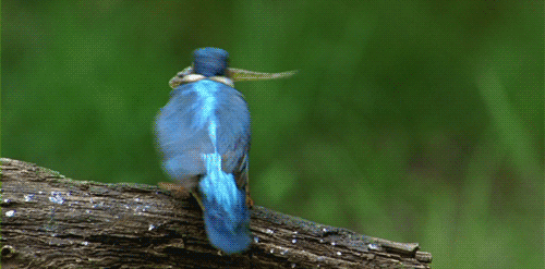 Фото Голубая птичка бьет пойманную рыбку о сук дерева