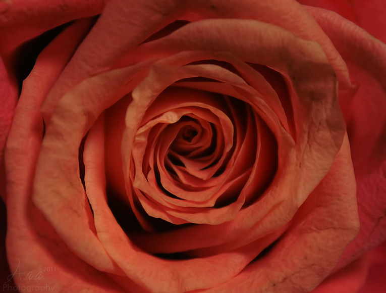 Фото Оранжевая роза, by ameera07