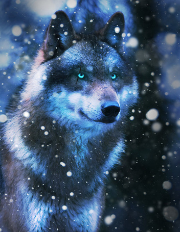 Волк С Голубыми Глазами Фото
