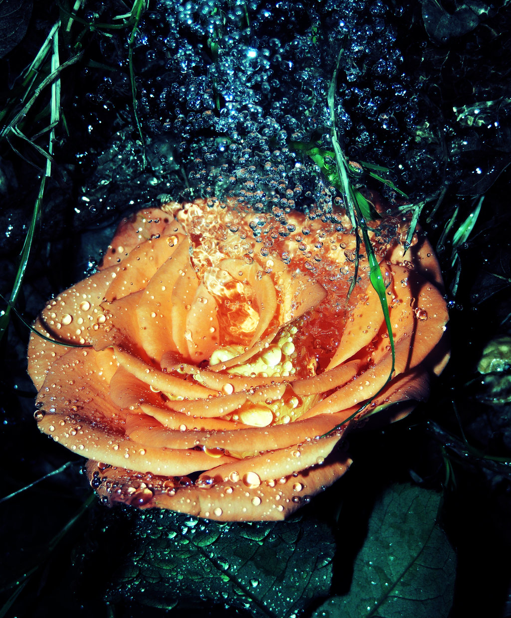 Розы в капельках воды